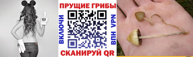 наркота  Багратионовск  Галлюциногенные грибы Psilocybine cubensis 